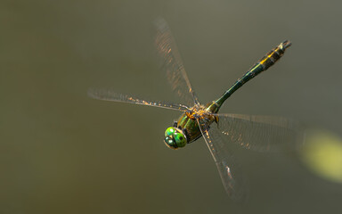 männliche Falkenlibelle (Cordulia aenea)