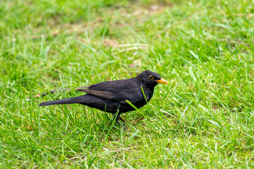 Bird blackbird in nature in spring