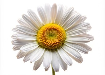 Naklejka premium Delicate white petals and yellow center of a freshly bloomed Shasta daisy flower isolated on a clean white background, showcasing its simple elegance.
