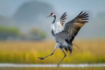 Obraz premium A dynamic shot of a common crane dancing in a marshland during mating season.