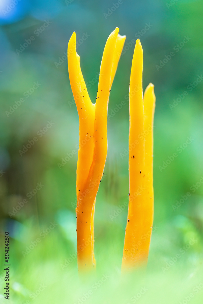 Poster Figurative Yellow stagshorn mushroom at autumn