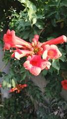 A red flower with an interesting pattern