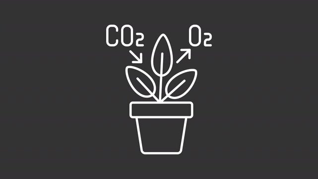 Animated photosynthesis white icon. Potted plant line animation. Natural process. Indoor plant. CO2 converts in O2. Isolated illustration on dark background. Transition alpha video. Motion graphic