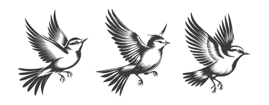 Black and white bird with wings spread out in flight isolated ,generative ai