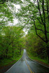 National Park lush green forest with a path in the month of May