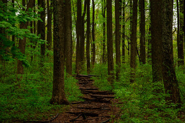 National Park lush green forest with a path in the month of May