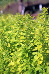 Closeup of a bed of Oregano plants, Derbyshire England

