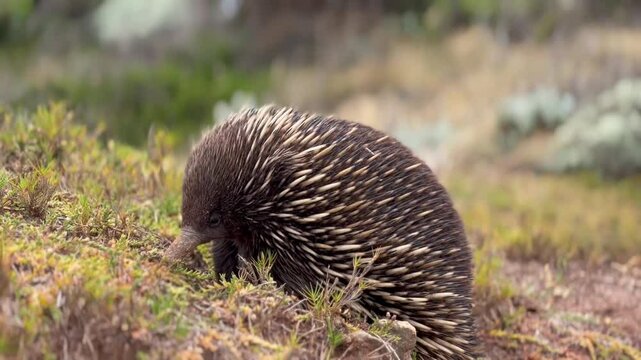 Echidnas, sometimes known as spiny anteaters, are quill-covered monotremes belonging to the family Tachyglossidae, living in Australia and New Guinea.
