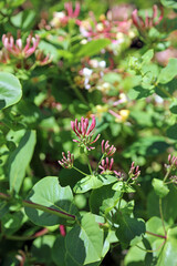 Closeup of Etruscan honeysuckle buds, Derbyshire England
