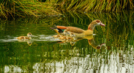 chicks of Egyptian goose (Alopochen aegyptiaca) with an adult on a pond