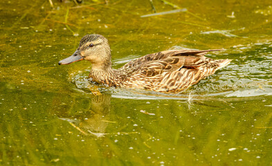mallard wild duck (Anas platyrhynchos) female swimming