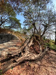 Obraz premium Tree inside the forest