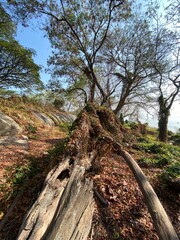 tree in the forest