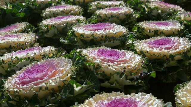 Rows of vibrant ornamental cabbages with pink and white leaves in garden, capturing beauty of nature's intricate patterns and hues. Floral Beauty and Garden Aesthetics.