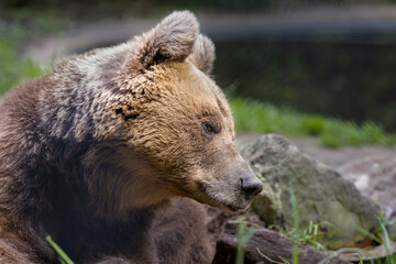 Fototapeta premium The brown bear is dozing off.