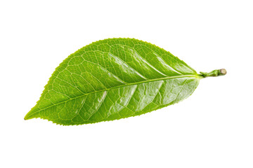 Obraz premium Realistic display of green tea leaves It has a surface that shimmers with a subtle sheen. Isolated on white background.