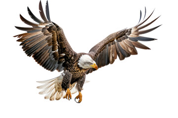 Obraz premium A majestic golden eagle soars through the clouds with its wings spread. Isolated on white background.