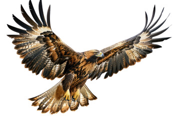 Fototapeta premium A majestic golden eagle soars through the clouds with its wings spread. Isolated on white background.
