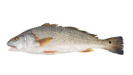 Redfish or red drum fish isolated on white background