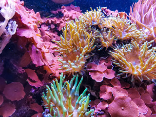 Bright algae and corals in the aquarium. Pink sea anemone and red discosoma in blue water
