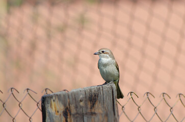 Bird Red-backed shrike Female. Сlose-up photography of wildlife. Fauna of Europe