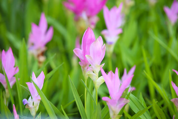 Fototapeta premium pink flowers in nature, sweet background, blurry flower background, light pink siam tulip flowers field.