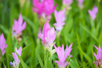 pink flowers in nature, sweet background, blurry flower background, light pink siam tulip flowers field.