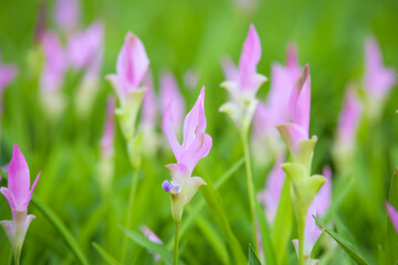 Soft Focus Pink Siam Tulip, Beautiful pink Krachiao flowers in forest national park (called Pa Hin Ngam) in Thailand.