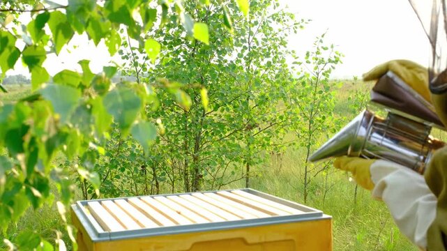 A beekeeper, a woman in a protective suit against bee stings, cigarette lighter fumigates a bee nest with smoke to calm them down. Beekeeping, care of the hive