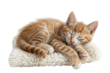 Newborn kittens snuggled up to their mother cat. Isolated on a white background.
