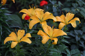 Yellow lily in the garden