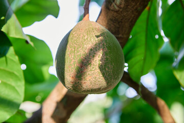 Unripe  Santol fruit on tree branch 
