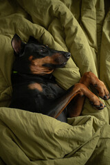 A Doberman breed dog lies in bed early in the morning