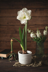 Amaryllis flower in a pot on a table on a dark background
