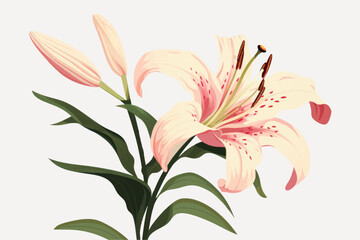 Elegant pink lily illustration