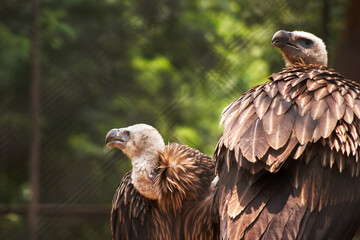 The Himalayan vulture (Gyps himalayensis) or Himalayan griffon vulture