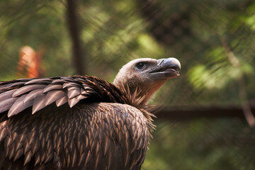 Scavenger Himalayan vulture (gyps himalayensis)  in captive