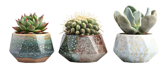 collection Set of 3 different mixed cactus and succulents types of small mini plant in modern ceramic nordic vase pot as furniture cutouts isolated on transparent background