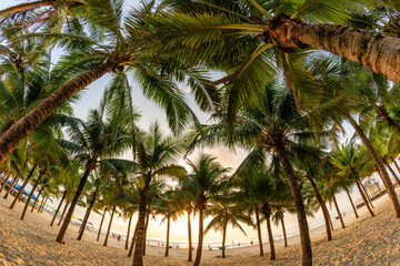Fototapeta premium My Khe Beach with palm tree forest