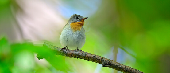 Red-breasted flycatcher // Zwergschnäpper (Ficedula parva) 