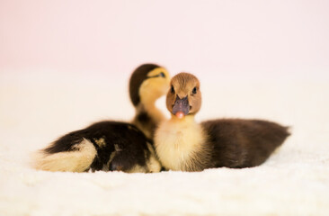 Newborn little cute duckling posing on color background. Spring and Easter atmosphere concept.