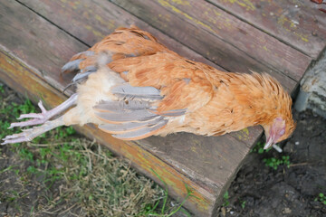 Chicken dying on poultry farm lies on green grass used as illustrations in agriculture. Dead poultry lies lifeless on ground.