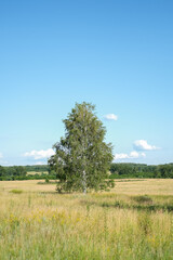 Sunny summer rural landscape with birch trees on a green field. Vertical image.