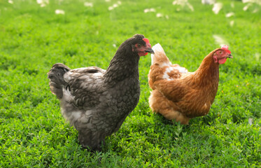 Free-range chickens on summer green meadow in field, and in commercial chicken coop on farm.