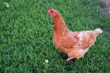 Outdoor portrait of brown hen walking around an agricultural farm. Free-range chickens on summer green meadow.