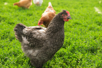 Free-range chickens on summer green meadow in field, and in commercial chicken coop on farm.