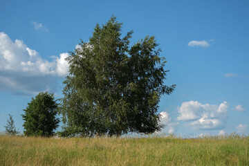 Sunny summer rural landscape with birch trees on a green field.