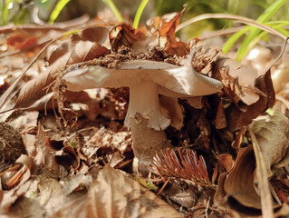Macro  - Forest - Europe, Romania, Suceava region