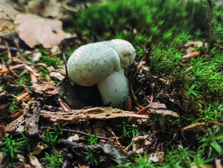 Macro  - Forest - Europe, Romania, Suceava region