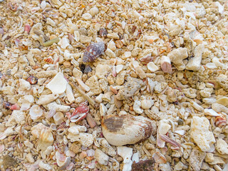 close up of beautiful small rocks and small clam shells as background. natural and textured backgrounds. close up of textured white sand on the beach in the day